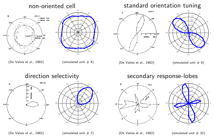 orientation
tuning curves of complex cells and SFA units (66 kB)