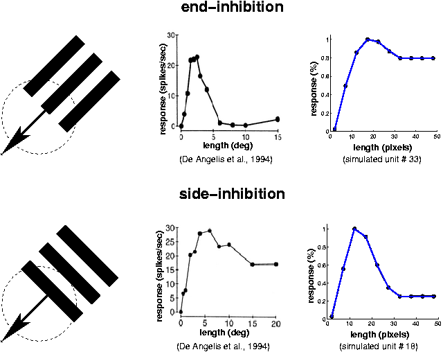 SFA units and
complex cells with end- and side-inhibition (38 kB)
